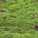 Erica arborea